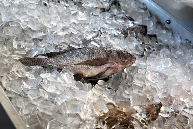 Fresh whole fish on ice
